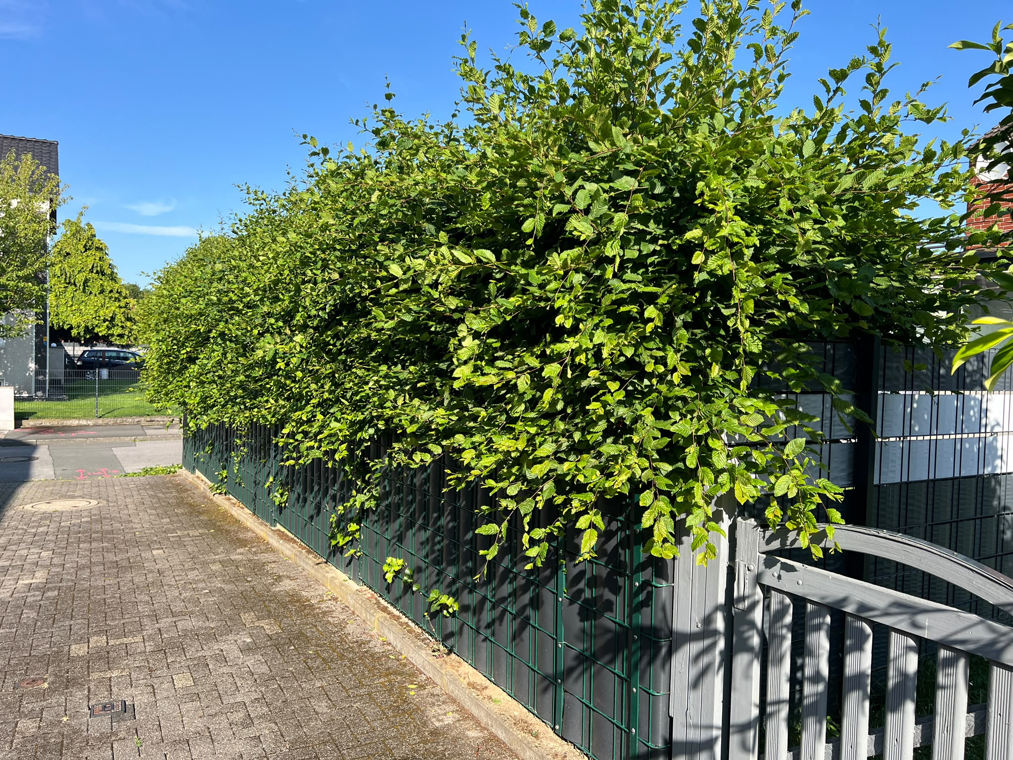 Vorher: ausgewachsene, ungeschnittene Hecke